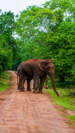 Elephant close up. Big elephant walking through the forest. Standing elephant full length close up. Old Asian elephantの写真素材