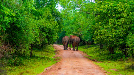 Elephant close up. Big elephant walking through the forest. Standing elephant full length close up. Old Asian elephantの写真素材