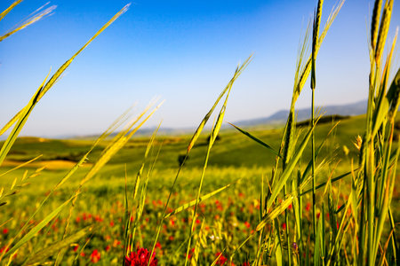 Tuscany, Italy landscape. Super high quality panorama taken at wonderful sunrise. Vineyards, hills, farm house.の写真素材