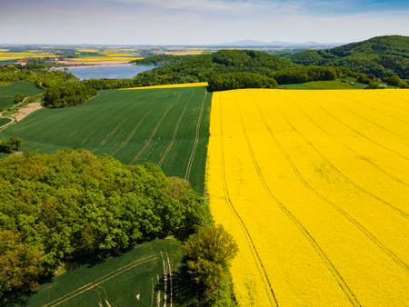 Aerial view of yellow rape fields in spring, Polandの写真素材