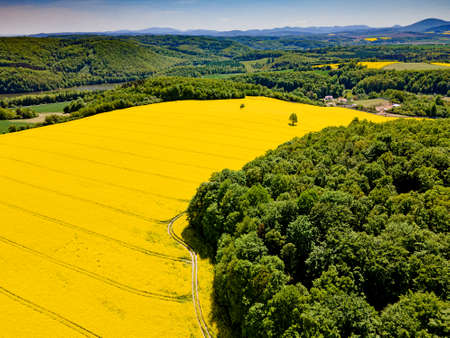 Aerial view of yellow rape fields in spring, Polandの写真素材