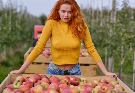 Beautiful young woman picking ripe organic apples in wooden crate in orchard or on farm on a fall dayの写真素材