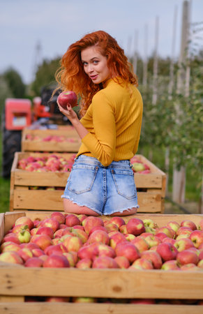 Beautiful young woman picking ripe organic apples in wooden crate in orchard or on farm on a fall dayの写真素材