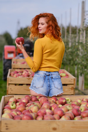 Beautiful young woman picking ripe organic apples in wooden crate in orchard or on farm on a fall dayの写真素材