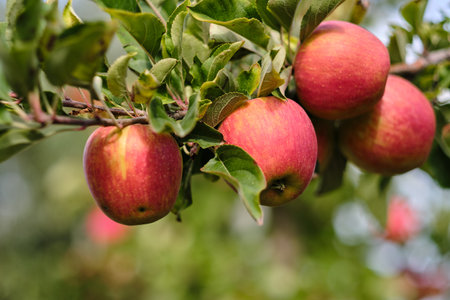 Autumn day. Rural garden. In the frame ripe red apples on a treeの写真素材