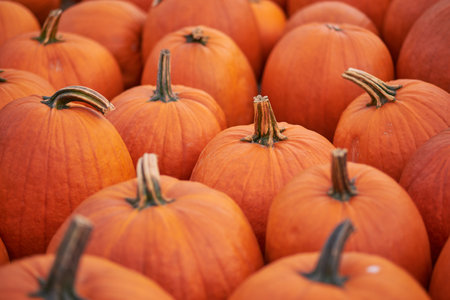 Group Of Pumpkins In Field At Sunsetの写真素材