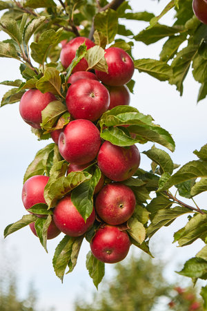 Shiny delicious apples hanging from a tree branch in an apple orchardの写真素材
