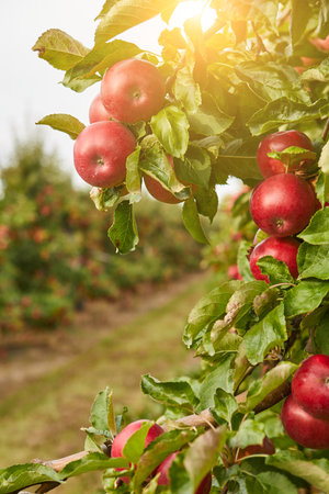 picture of a Ripe Apples in Orchard ready for harvesting, Morning shotの写真素材