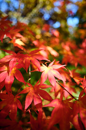 Colorful and bright background made of fallen autumn leavesの写真素材
