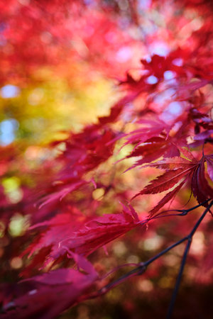 Colorful and bright background made of fallen autumn leavesの写真素材