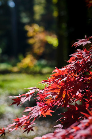 Colorful and bright background made of fallen autumn leavesの写真素材