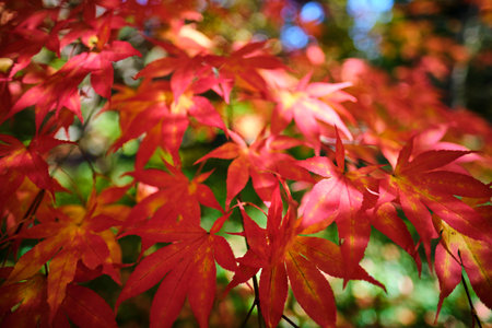Colorful and bright background made of fallen autumn leavesの写真素材