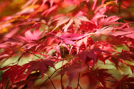Colorful and bright background made of fallen autumn leavesの写真素材