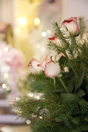 Bouquet of Pale Pink Roses with Bokehの写真素材