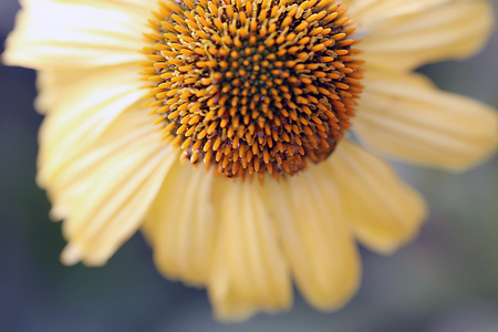 Echinacea - Daydreamの写真素材