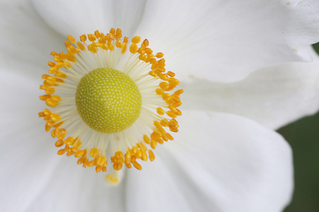 Japanese Anemone Flowerの写真素材