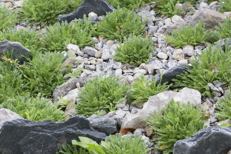 Rock Gardenの写真素材