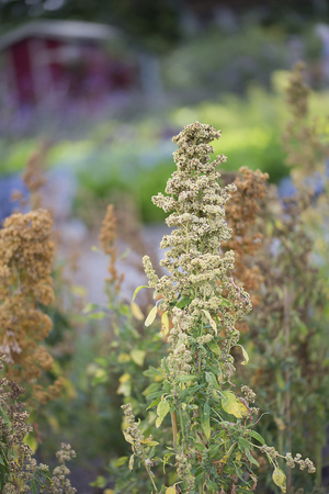 Flower - Quinoa - Chenopodium quinoa - 'Campesino' - Amaranthaceaeの写真素材