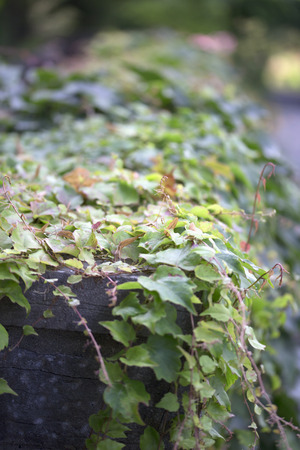 Vine - Japanese Ivyの写真素材