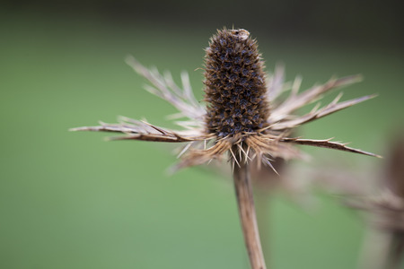 Wildflower - Teaselの写真素材