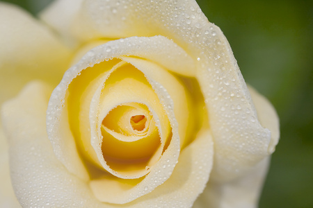 Yellow Rose Budの写真素材