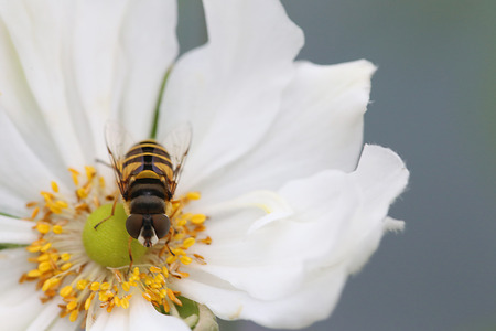 Insect - Hover Fly