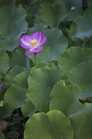 Flower - Lotusの写真素材