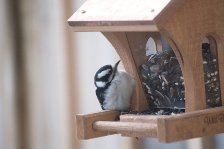 Bird on Feeder - Woodpeckerの写真素材