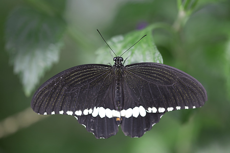 Common Mormon Butterfly - Papilio polytesの写真素材