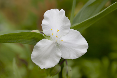 Tradescantia - Spiderwortの写真素材