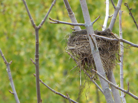 Bird nest in a treeの写真素材