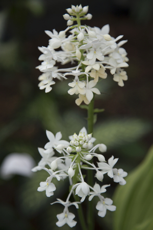 Flower - Orchid - Calanthe triplicataの写真素材