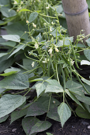 Vegetable - Bean