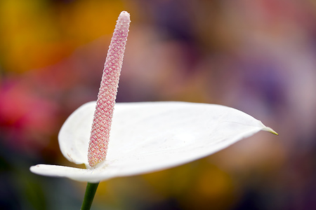 Macro of Anthuriumの写真素材