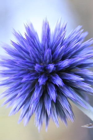 Globe Thistle Flowerの写真素材