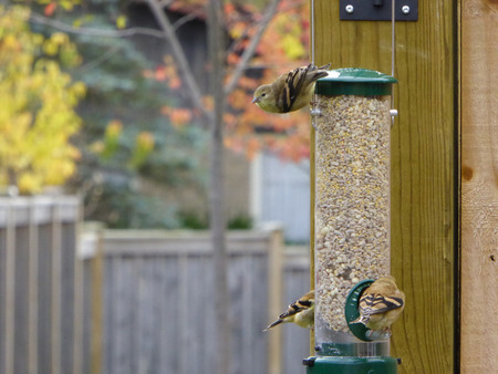Birds on Feeder - American Goldfinchの写真素材