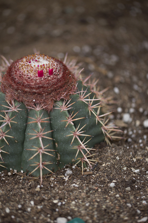 Cactus - Helocactusの写真素材