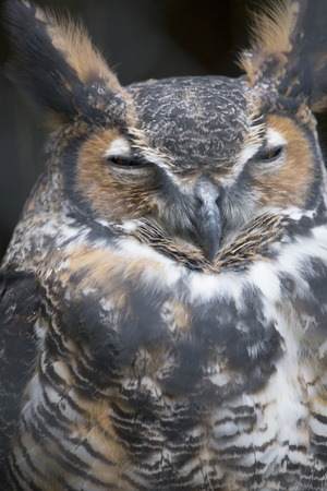 Bird - Great Horned Owlの写真素材