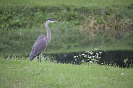 Bird - Great Blue Heronの写真素材