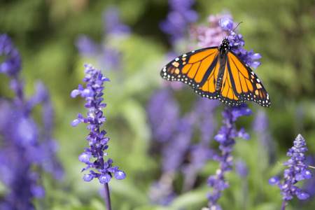 Butterfly - Monarchの写真素材