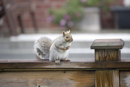 Wildlife - Gray Squirrelの写真素材