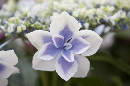 Hydrangea - Star Gazerの写真素材