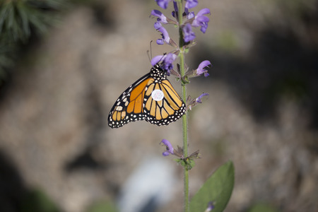 Butterfly with Tag - Monarchの写真素材