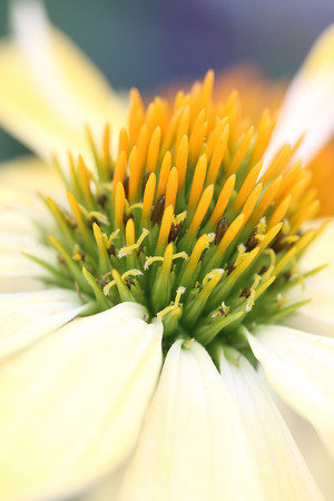 Echinacea - Sunriseの写真素材