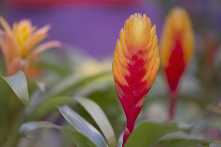 Macro of a Bromeliadの写真素材