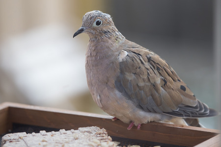 Bird on Feeder - Mourning Doveの写真素材