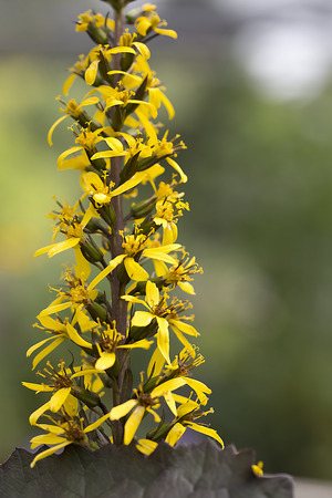 Flower - Ligularia dentata - Golden Groundsel - Britt Marie Crawfordの写真素材