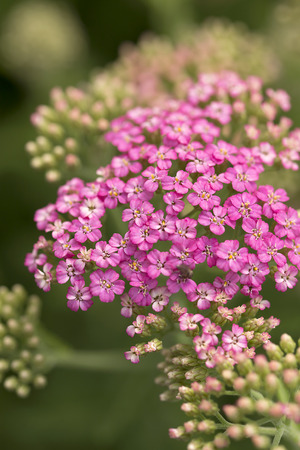 Yarrow Flowerの写真素材