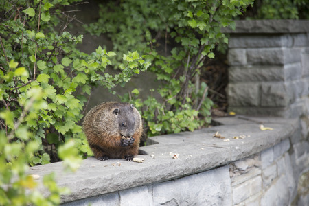 Groundhog