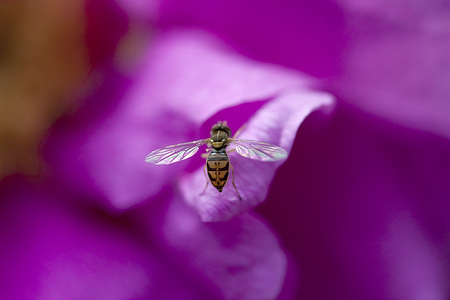 Insect - Hoverfly on pink rose
